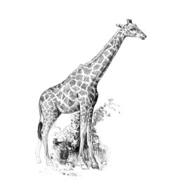 Royal & Langnickel Sketching Made Easy Mini Giraffe