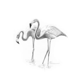 Royal & Langnickel Sketching Made Easy Mini Flamingoes